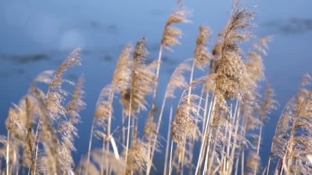 Cana em um fundo de água azul, close-up — Vídeo de Stock