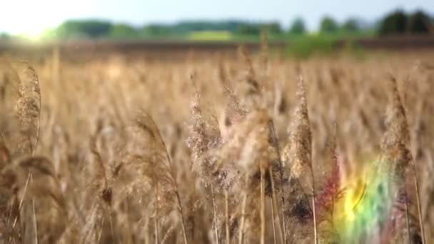 Zuckerrohr auf dem Hintergrund der aufgehenden Sonne — Stockvideo