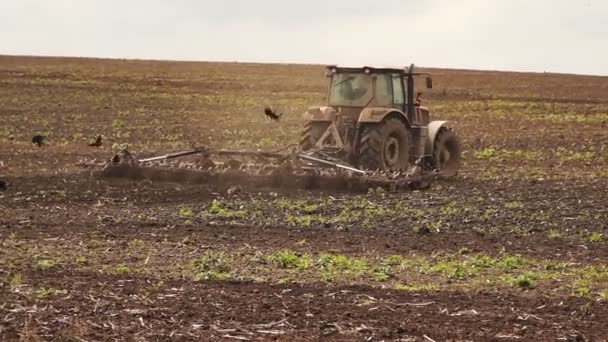 Traktor szántás a föld, a vetés a gabona termés — Stock videók