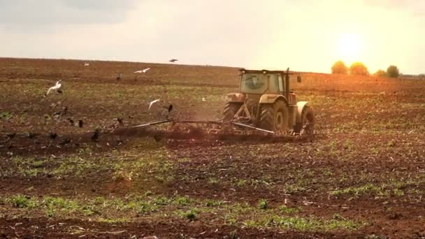 Trekker cultiveert de bodem op zonsondergang — Stockvideo