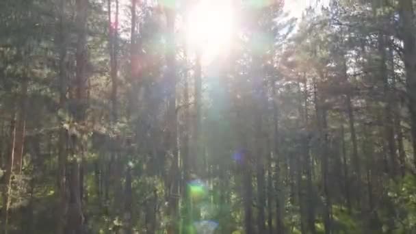 나무 꼭대기에서 산 과 태양을 향해 숲 속을 비행하는 모습 — 비디오
