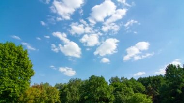 ? louds sinek üzerinde orman