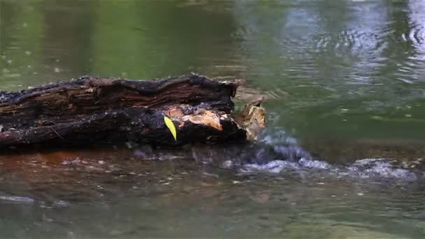 Corriente del río — Vídeo de stock