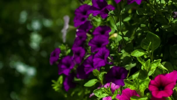 Camerabeweging van boven naar beneden op een bed met Petunia 's — Stockvideo