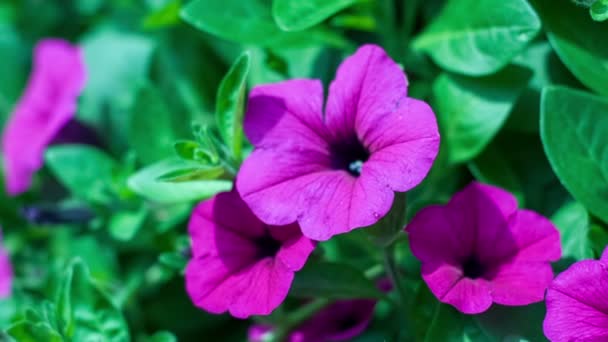 La flor de la petunia púrpura tiembla al viento — Vídeo de stock