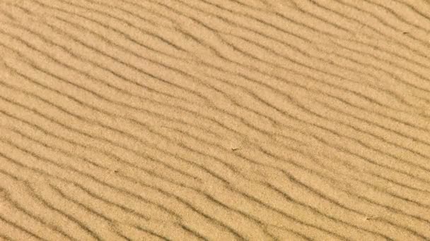 Uma verdadeira tempestade de areia no deserto, de perto — Vídeo de Stock