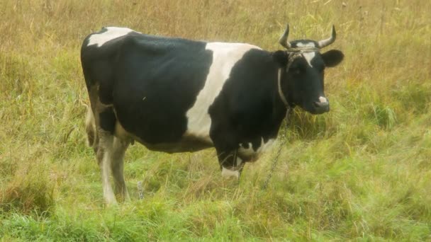 Smutná kráva žvýká trávu na hřišti — Stock video