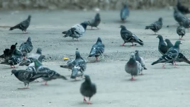 Duiven peck waardplanten van het plein — Stockvideo