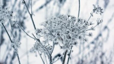 İnek yabani havuç, kış resim, alan derinliği