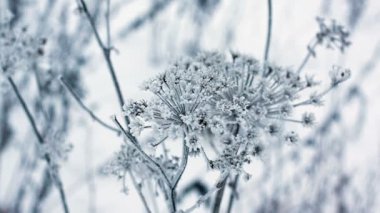 İnek yabani havuç, kış resmi