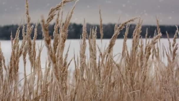 Gebied van wintertarwe met sneeuwvlokken — Stockvideo