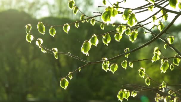 Mladé zelené listy se třese na vítr