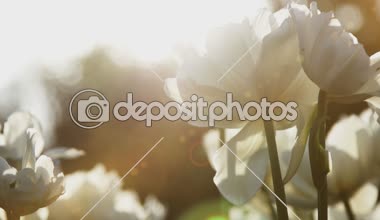 Gün batımına karşı büyük kar-beyaz laleler yakın çekim