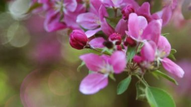 Pembe Sakura kiraz çiçekleri, dalı yakın