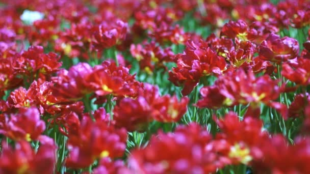 Hermosos tulipanes grandes rojos holandeses con dof — Vídeos de Stock
