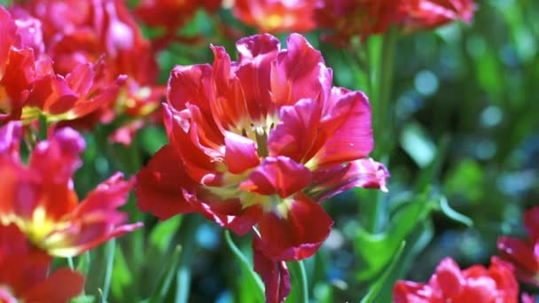 Big bud de tulipas vermelhas, close-up — Vídeo de Stock