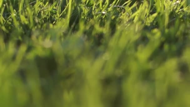 Een beetje avontuur via het groene gras, dierlijke pov — Stockvideo