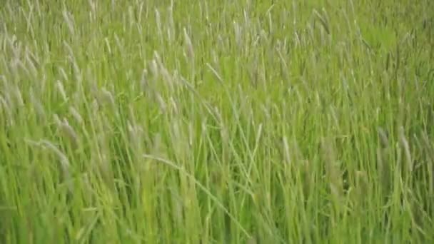 Campo verde de las orejas y la hierba ondeando — Vídeos de Stock
