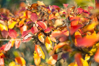 Günışığında renkli sonbahar yaprakları. Sonbahar konsepti, sonbahar arkaplanı.
