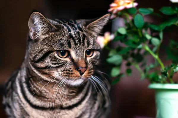 Genç tekir kedi karanlık bir arka planda yakın plan