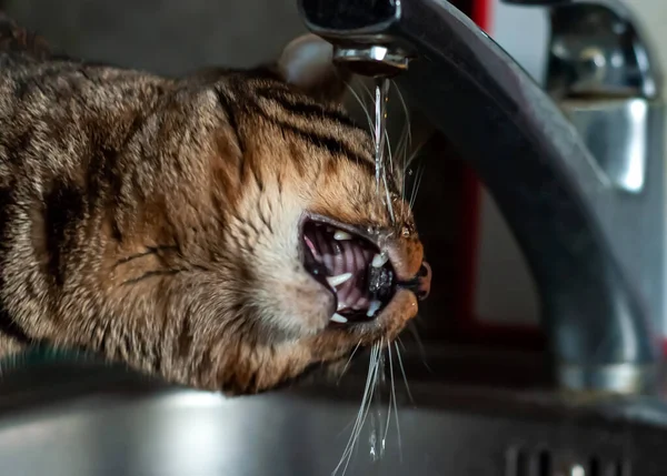 Genç bir tekir kedi musluktan su içer.