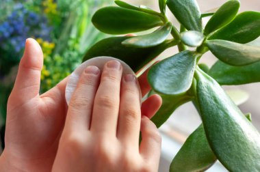 Çocuğun elleri çiçeğin yapraklarını siler. Bitkilerin bakımı.