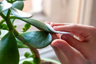 Çocuğun elleri çiçeğin yapraklarını siler. Bitkilerin bakımı.