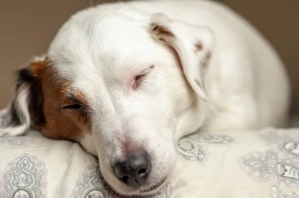 Muilkorf Van Een Slapende Witte Hond Close — Stockfoto