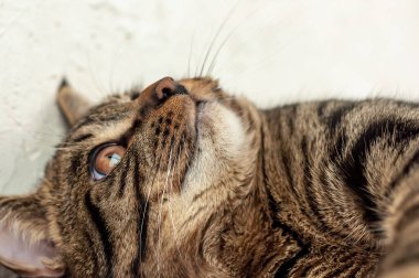 Bir tekir kedinin ağzı. Yakın plan.