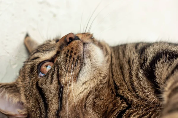 Bir tekir kedinin ağzı. Yakın plan.