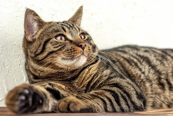 Bir tekir kedinin ağzı. Yakın plan.