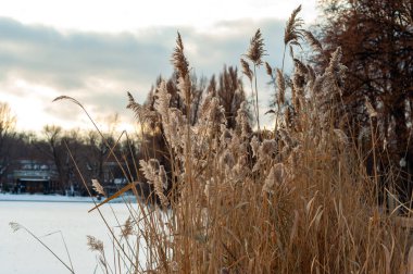 Göl kıyısında kuru çimenler, kış