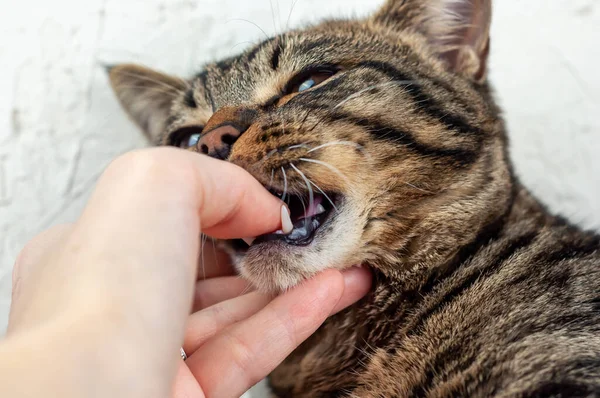 Tekir kedi elini ısırdı.