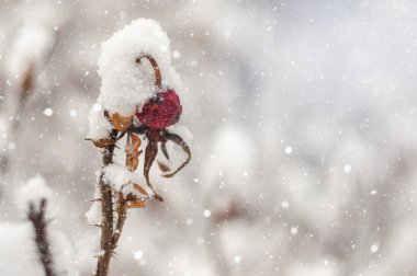 Kışın, kar tabakasının altına dallar ekin.
