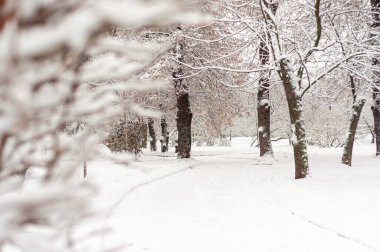 Kış manzarası, kardaki ağaçlar