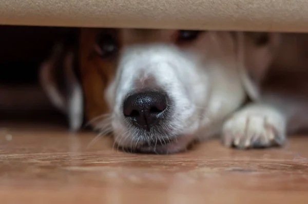 Köpeğin yüzü kanepenin altından sarkıyor.