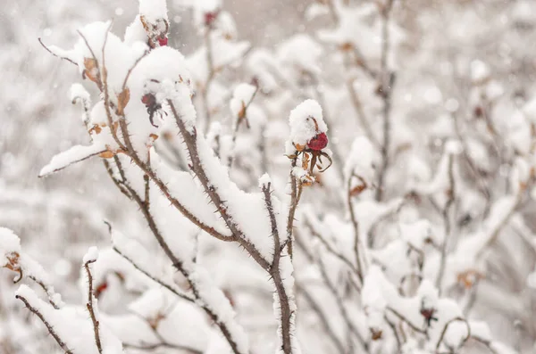 Gałęzie Roślin Pod Warstwą Śniegu Zima — Zdjęcie stockowe