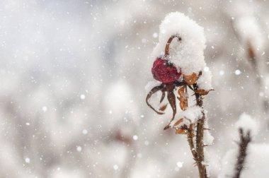 Kışın, kar tabakasının altına dallar ekin.