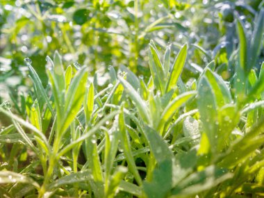 Fosforlu yeşil arkaplan.