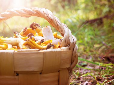 Güneş ışığında bir sepet mantar..