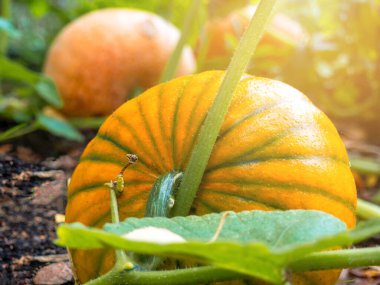 Cadılar Bayramı Balkabağı ormanda yaprakların üzerinde yakın çekim