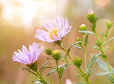 Leylak çiçekleri yakın plan, doğa konsepti..
