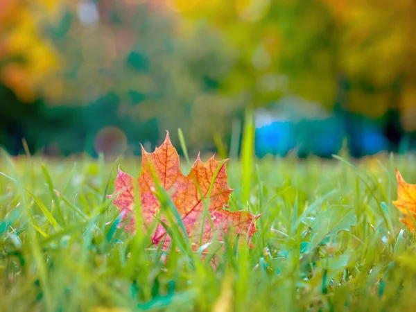 Цветные Осенние Листья Листопад Концепция Осени — стоковое фото