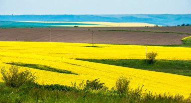 kolza tohumu alanları