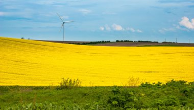 kolza tohumu alanları