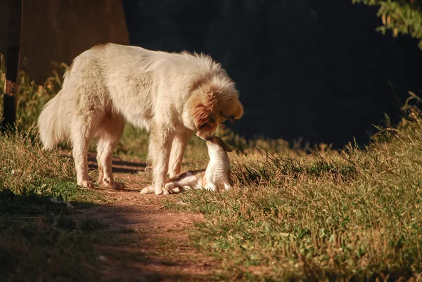 Köpek ve kedi — Stok fotoğraf