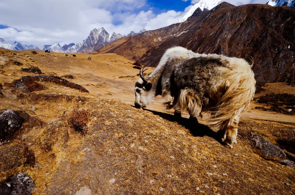 Himalaya sohbet önemsiz sohbet — Stok fotoğraf