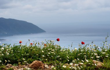 Haşhaş ve papatyalar bir kenarı.