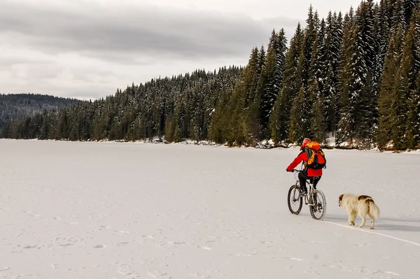 Mountainbiker en herdershond op een bevroren meer in dennenbos Stockfoto
