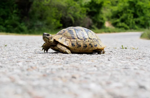 Turtle asfalt onderweg. Stockfoto